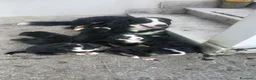 Bovaro del Bernese cani in vendita: Vendita di cuccioli del bovaro del bernesr - Annuncio 1