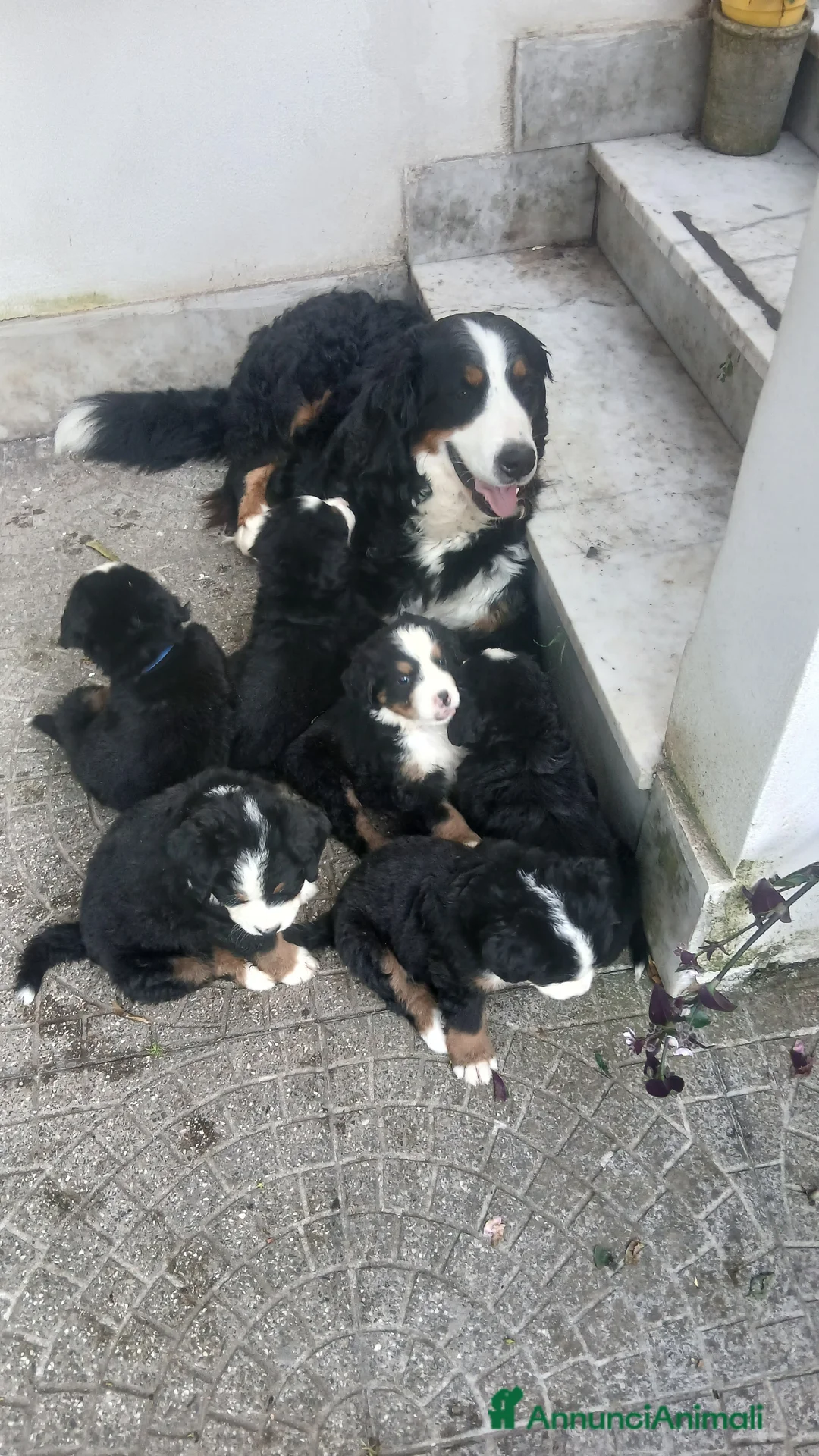 Bovaro del Bernese cani in vendita: Vendita di cuccioli del bovaro del bernesr - Annuncio 1