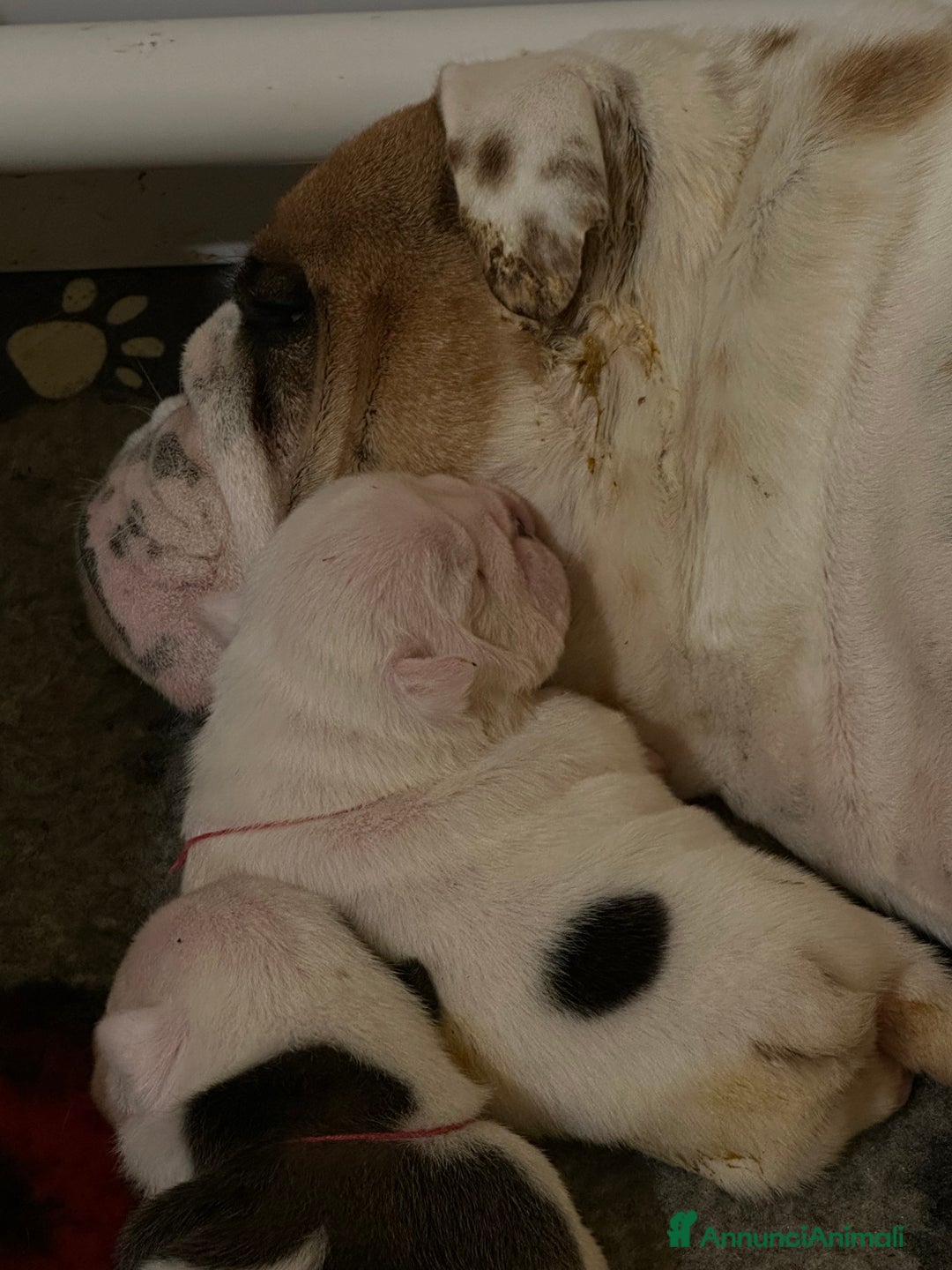 Bulldog cani in vendita: Bulldog inglese cuccioli - Annuncio 8