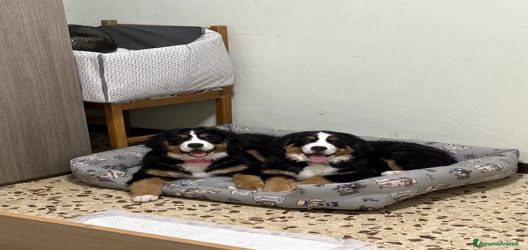 Immagine della galleria {{count}}