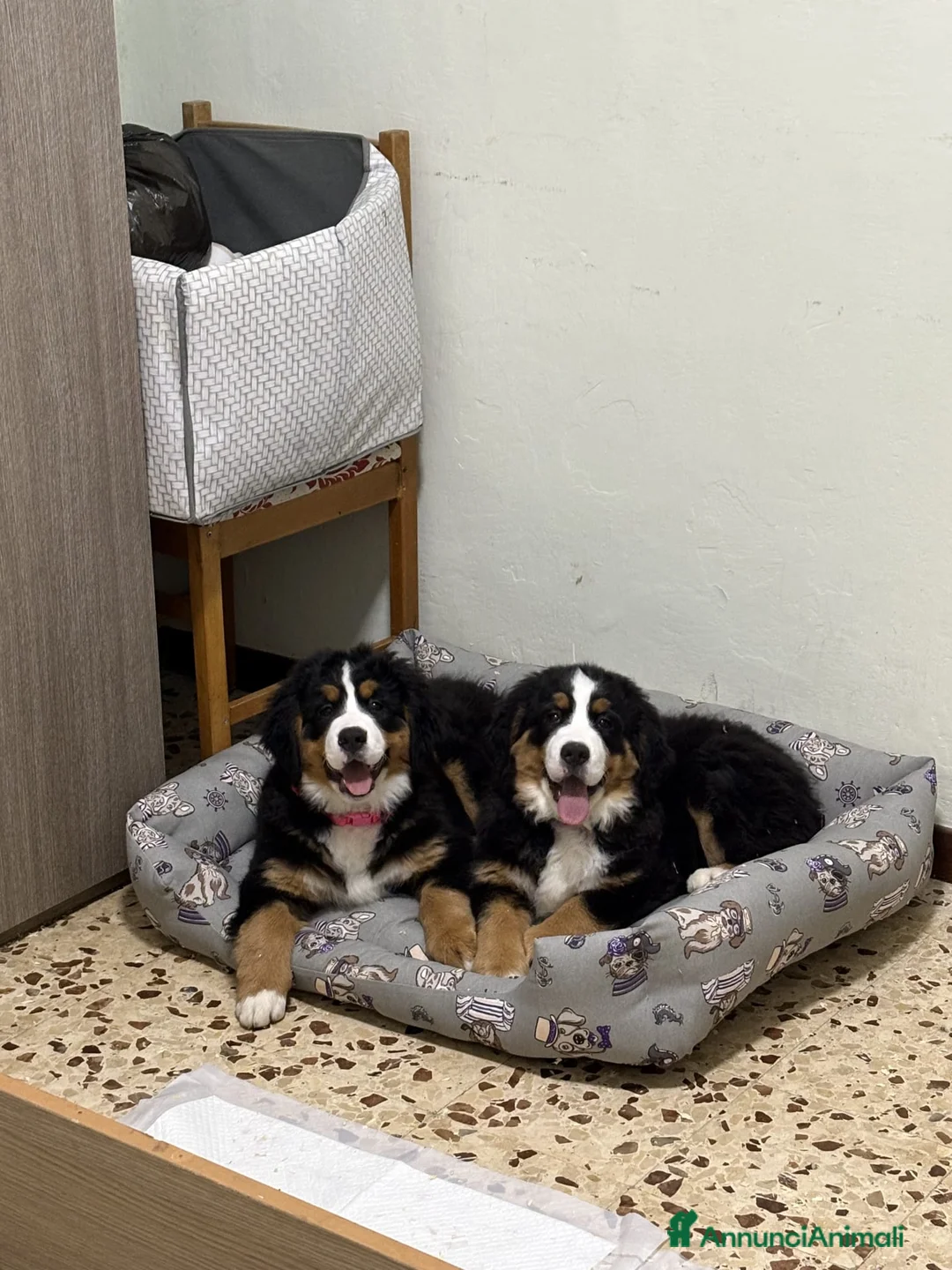 Immagine della galleria {{count}}