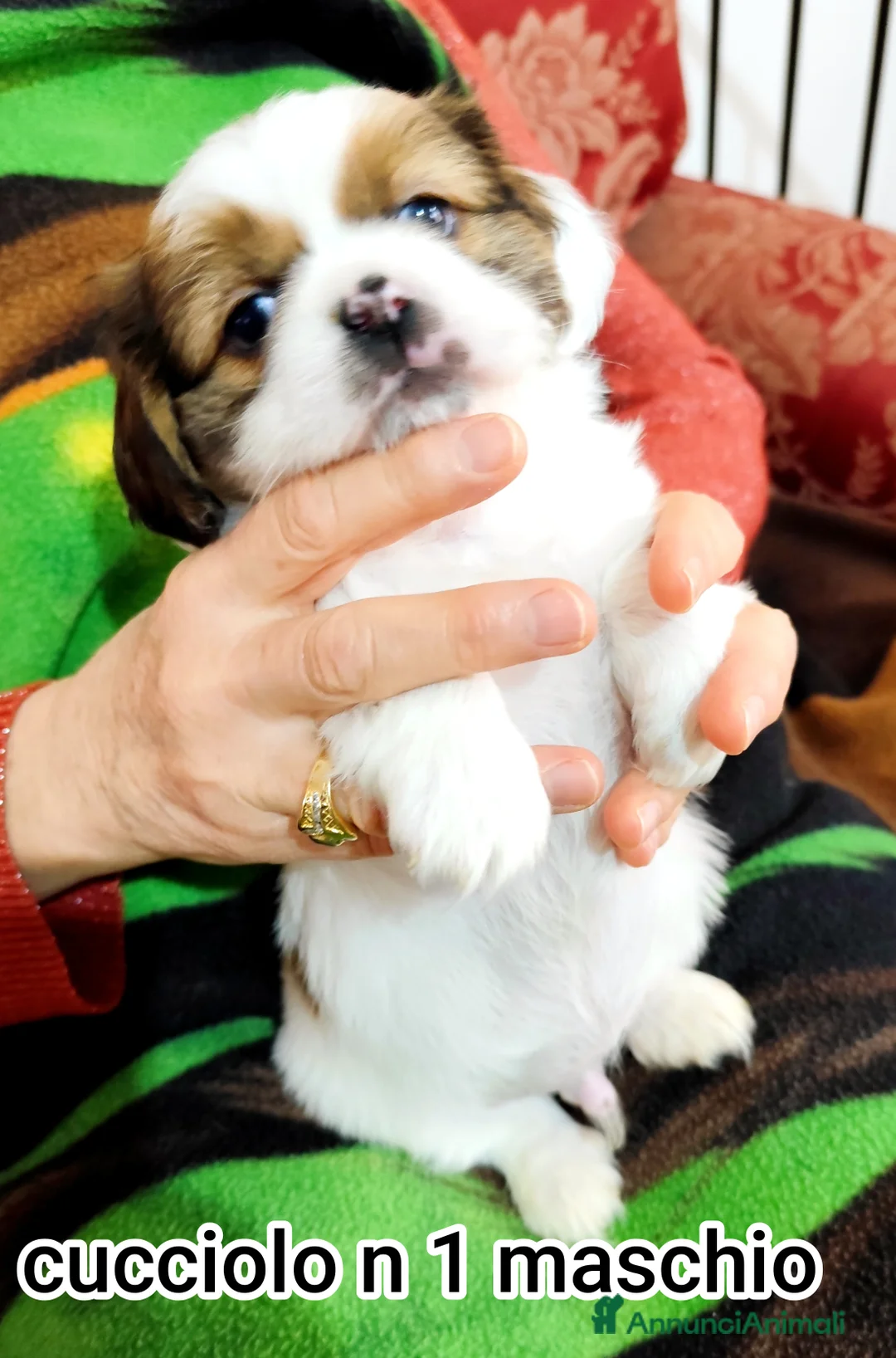 Meticcio cani in vendita: Bellissimi cuccioli cercano amore e casa   - Annuncio 3