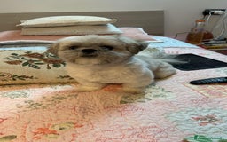 Shih Tzu cani per accoppiamento: Shihtzu cerca fidanzata a Provincia di Lucca - Immagine 1
