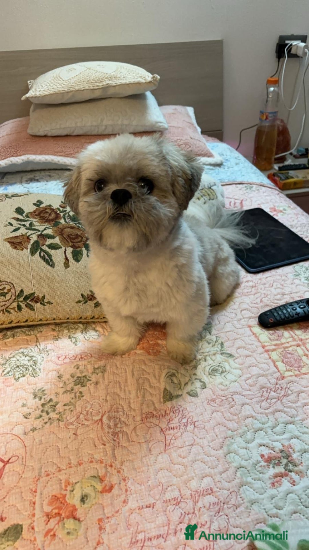 Shih Tzu cani per accoppiamento: Shihtzu cerca fidanzata a Provincia di Lucca - Immagine 1