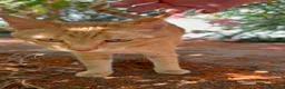 Meticcio gatti in regalo: Dolce maschietto, 7 mesi circa  - Annuncio 2