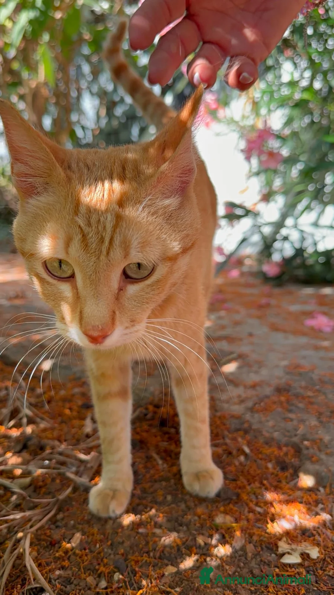Meticcio gatti in regalo: Dolce maschietto, 7 mesi circa  - Annuncio 2