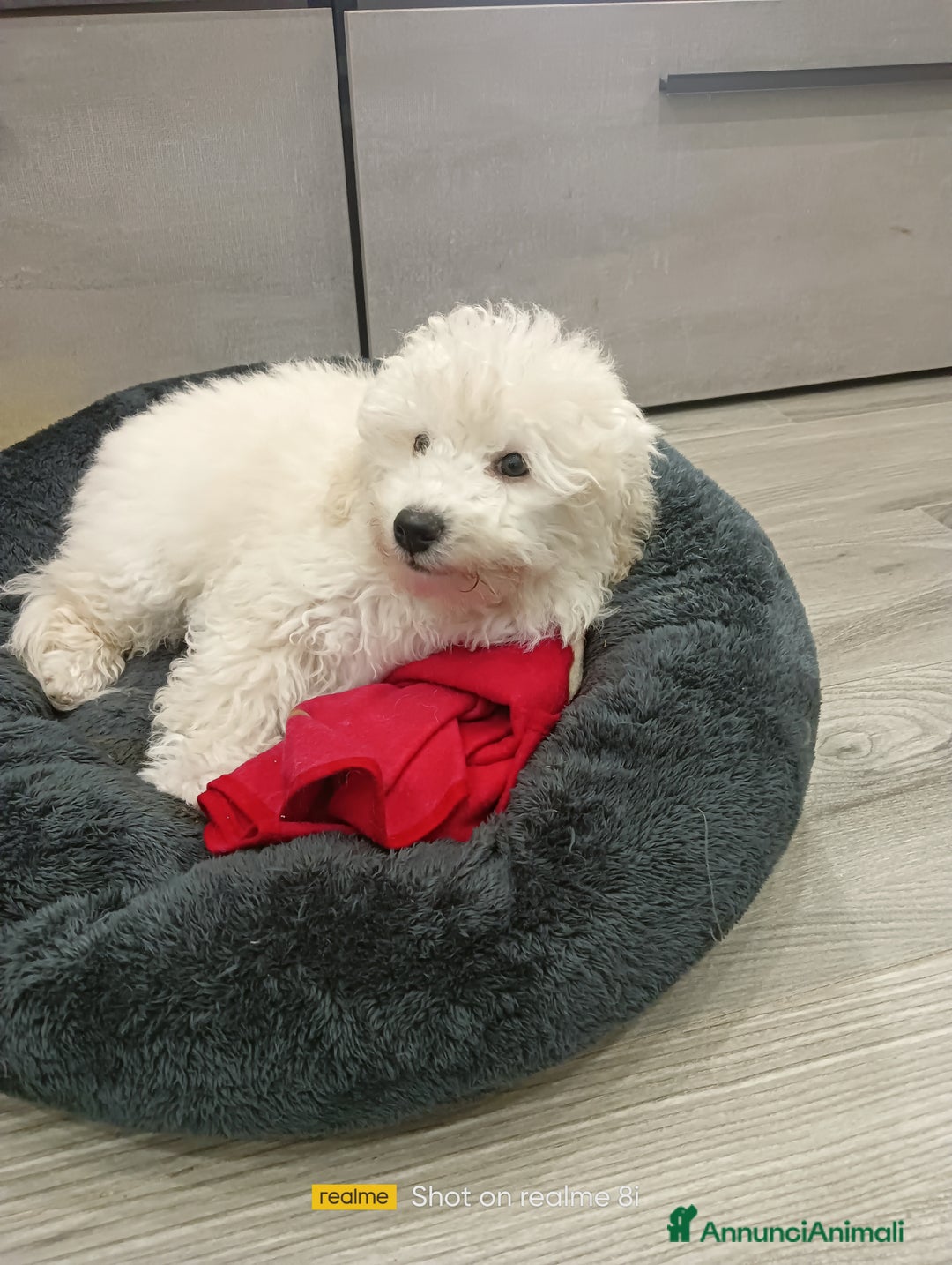 Meticcio cani in vendita: Maltipoo barboncino maschio  - Annuncio 8
