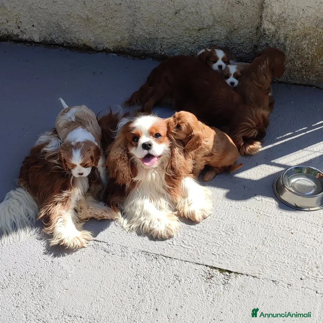 Immagine della galleria {{count}}