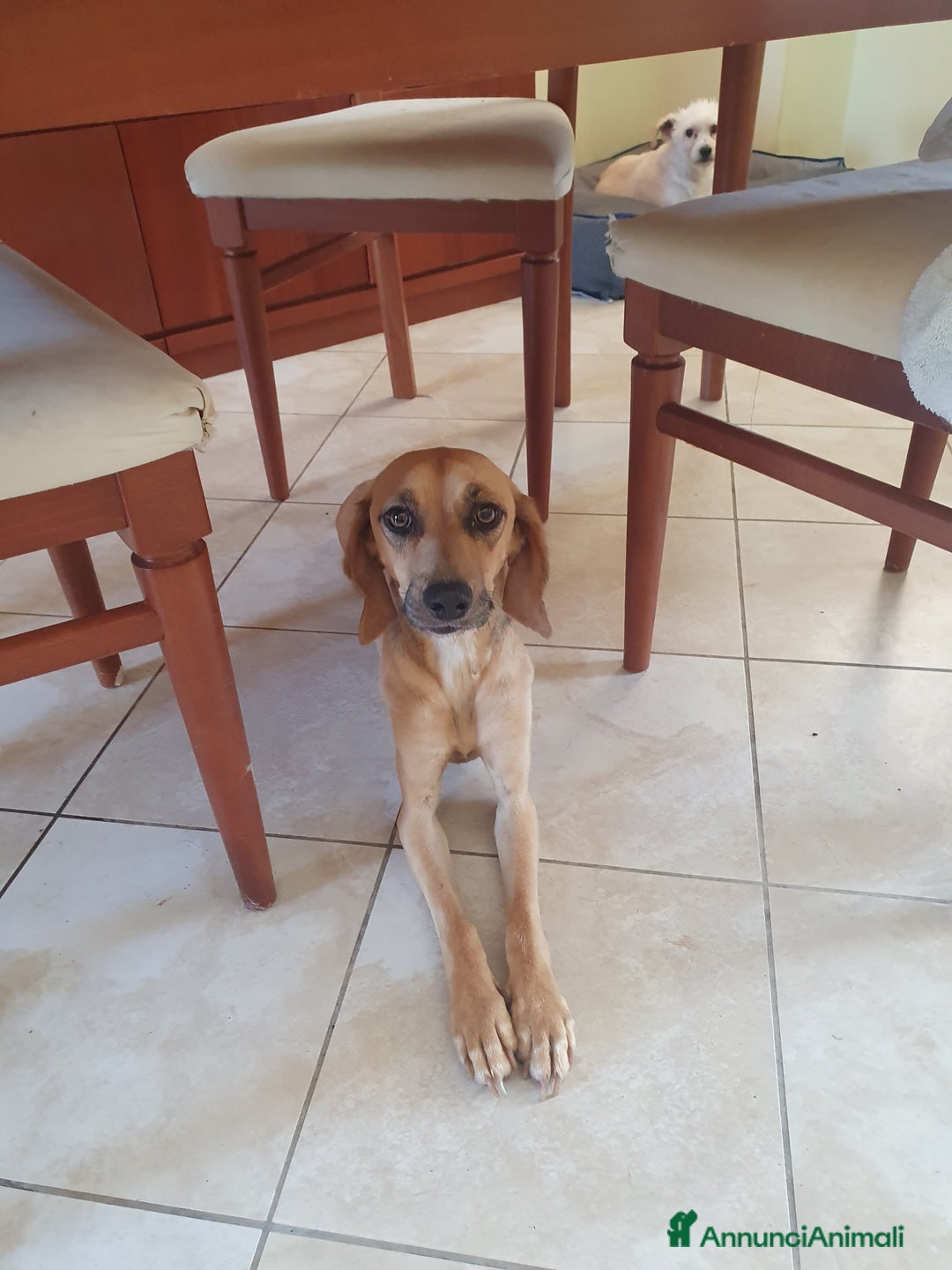 Segugio cani in regalo: NANDA a Provincia di Modena - Annuncio 4