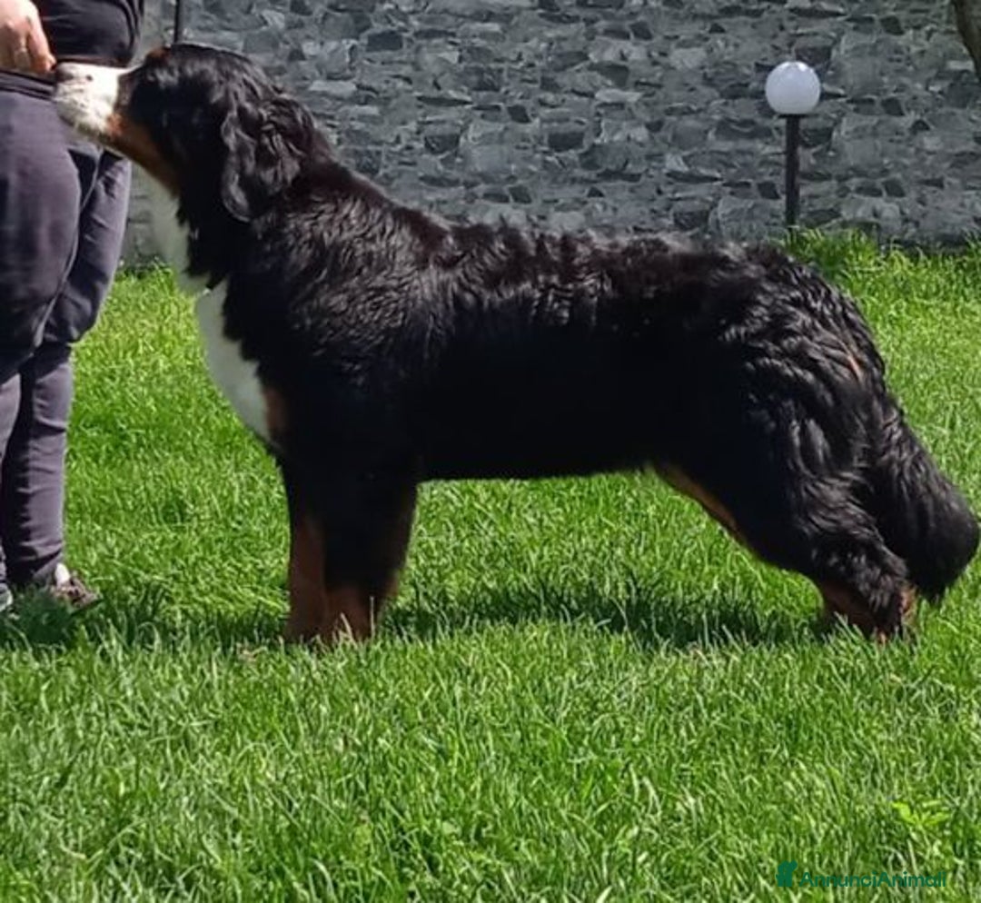 Immagine della galleria {{count}}