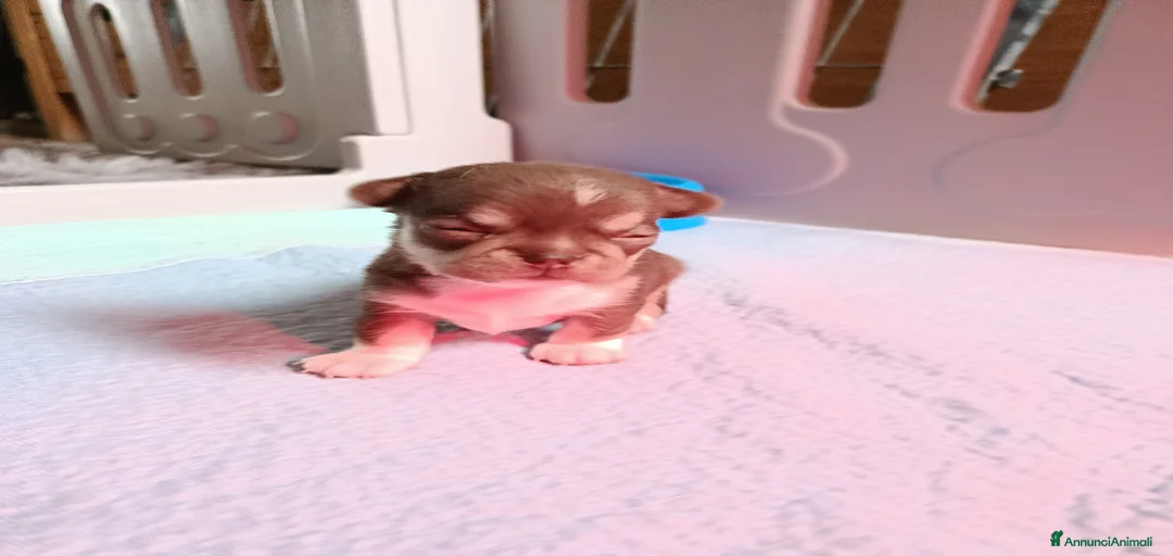 Immagine della galleria {{count}}