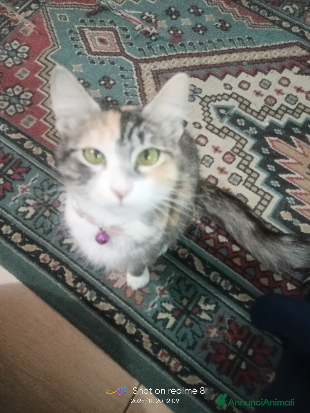 Altre razze gatti in regalo: Gatti  - Annuncio 3