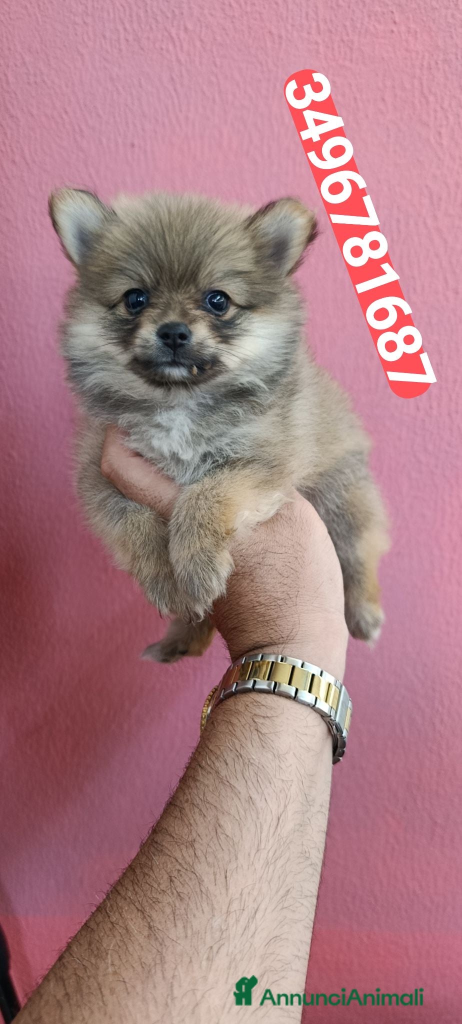 Spitz cani SPITZ TEDESCO PICCOLO batuffole amorose - Annuncio 1