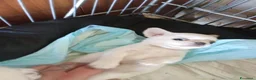Chihuahua cani in vendita: Chihuahua pedigree ENCI  - Annuncio 8