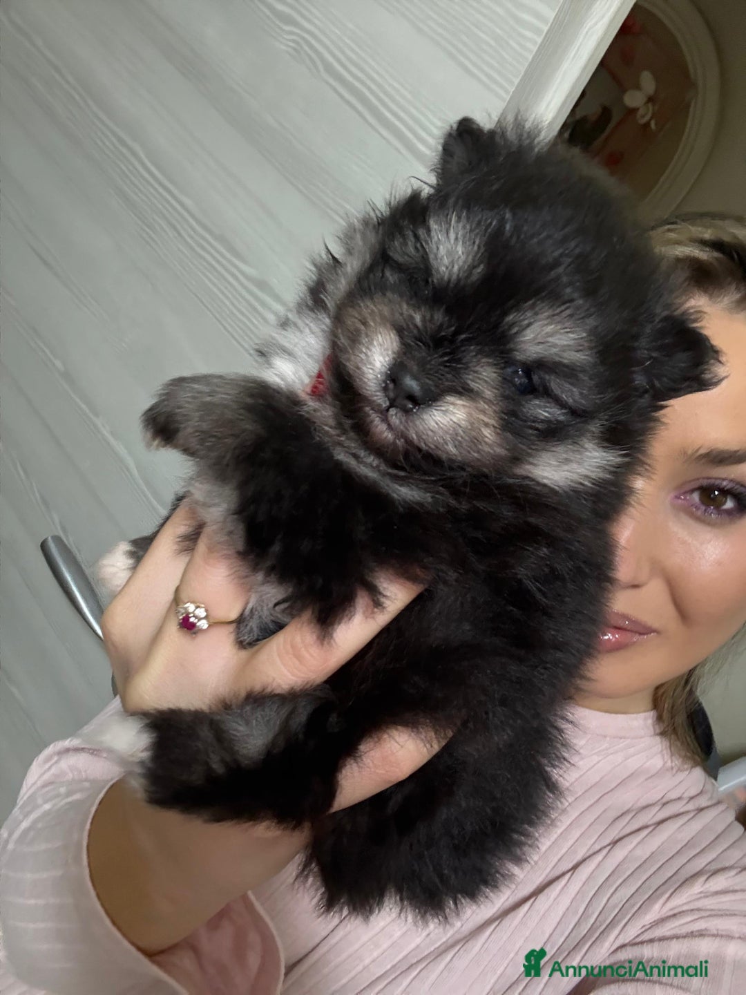 Volpino Pomerania cani in vendita: Volpino pomerania - Annuncio 2