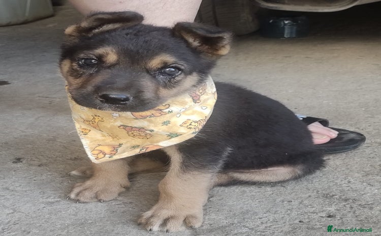 Meticcio cani a Città metropolitana di Milano - Annuncio 1
