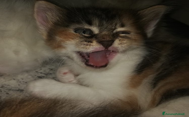 Siberiano gatti - Annuncio 4