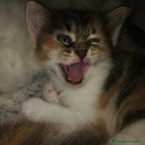Siberiano gatti - Annuncio 4