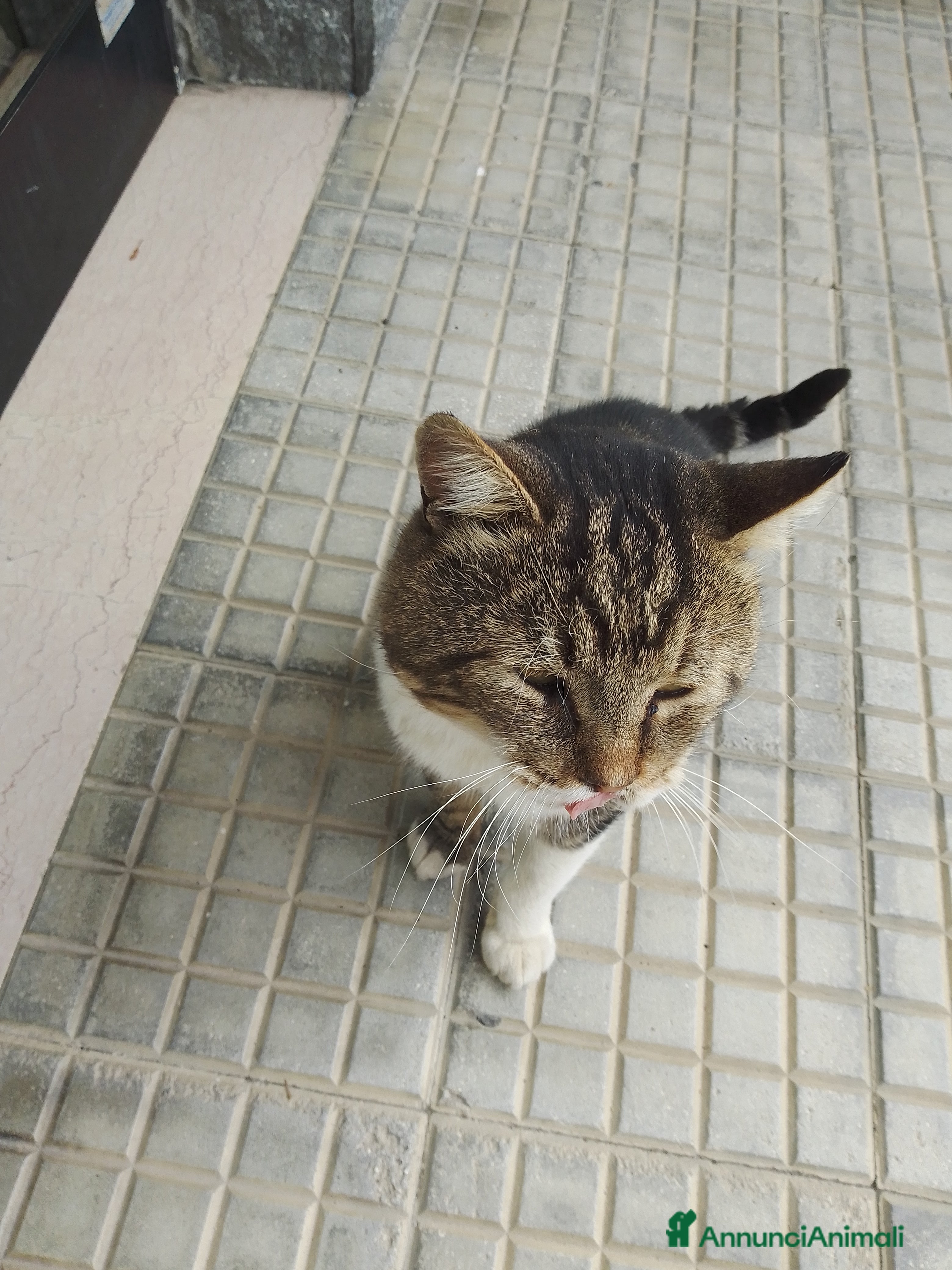 Europeo gatti Gatto maschio cerca casa - Annuncio 8