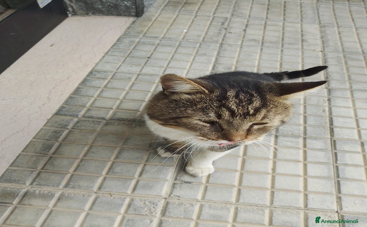 Europeo gatti - Annuncio 8