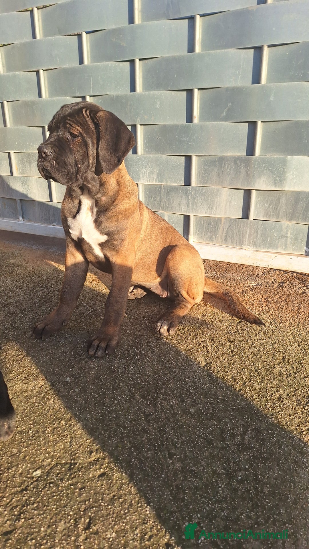 Cane Corso cani in vendita: Cucciole Cane Corso - Annuncio 2