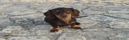 Bassotto cani in vendita: Bassotte 5 mesi - Annuncio 1