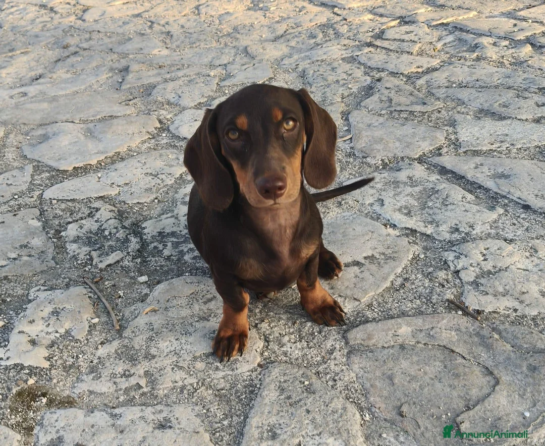 Bassotto cani in vendita: Bassotte 5 mesi - Annuncio 1