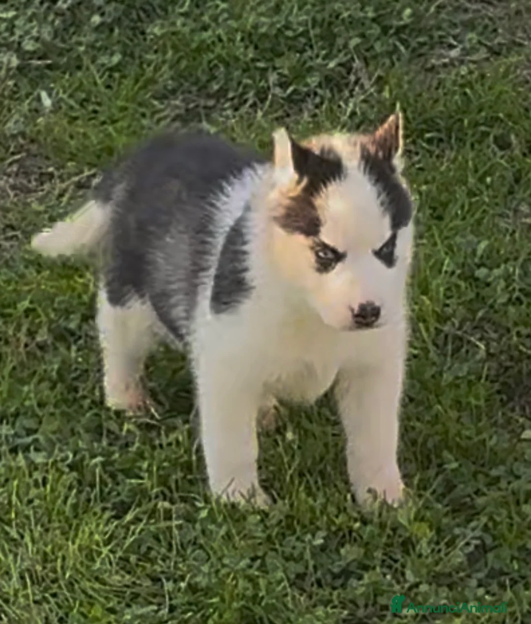 Husky cani in vendita: Cucciola di Husky occhi azzurri pedigree ENCI - Annuncio 1
