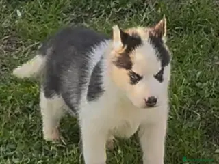 Husky cani Cucciola di Husky occhi azzurri pedigree ENCI - Annuncio 6