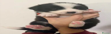 Gloria