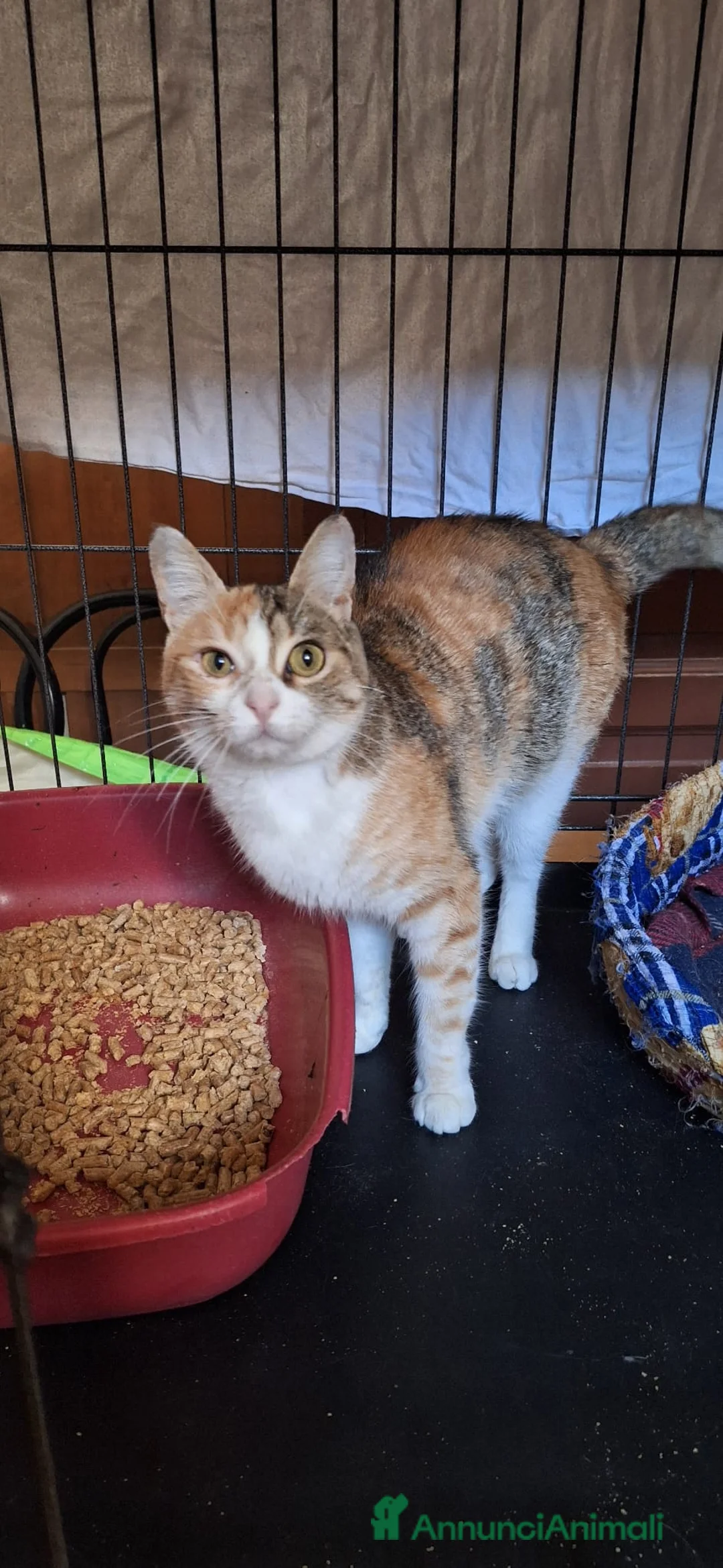 Europeo gatti in regalo: Maggie, abbandonata è pronta ad amare di nuovo  - Annuncio 5