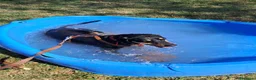 Meticcio cani in regalo: Skylar, stupenda simil segugia - Annuncio 2