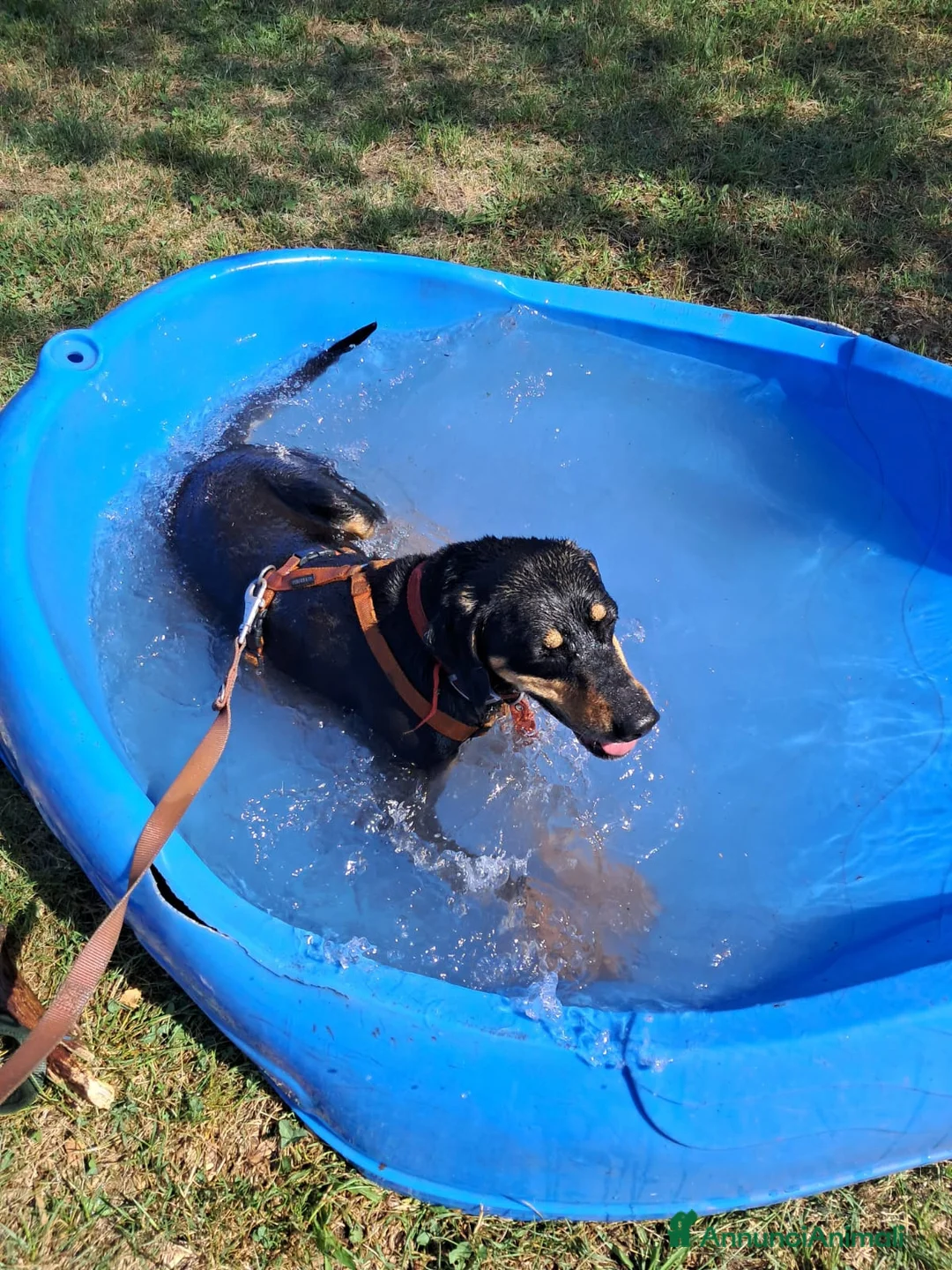 Meticcio cani in regalo: Skylar, stupenda simil segugia - Annuncio 2