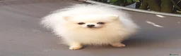 Spitz cani in regalo: Spitz di Pomerania NANO  - Annuncio 4