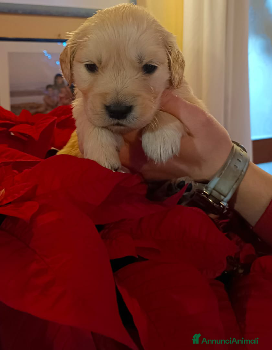 Golden Retriever cani in vendita: Golden cuccioli  - Annuncio 3