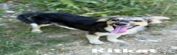 Meticcio cani in regalo: 3 cuccioli TAGLIA PICCOLA incredibilmente dolci! - Annuncio 5
