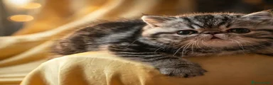 Exotic Shorthair 1