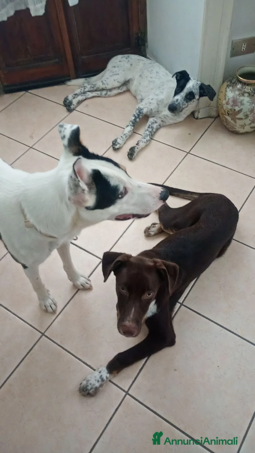 Meticcio cani in vendita: Coppia die cuccioli  a Provincia di Biella - Annuncio 4