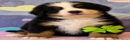 Bovaro del Bernese cani in vendita: Bovaro del Bernese Cuccioli disponibili  - Annuncio 10