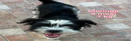 Meticcio cani in regalo: TANTI CUCCIOLI SOLI! a Provincia di Vicenza - Annuncio 2