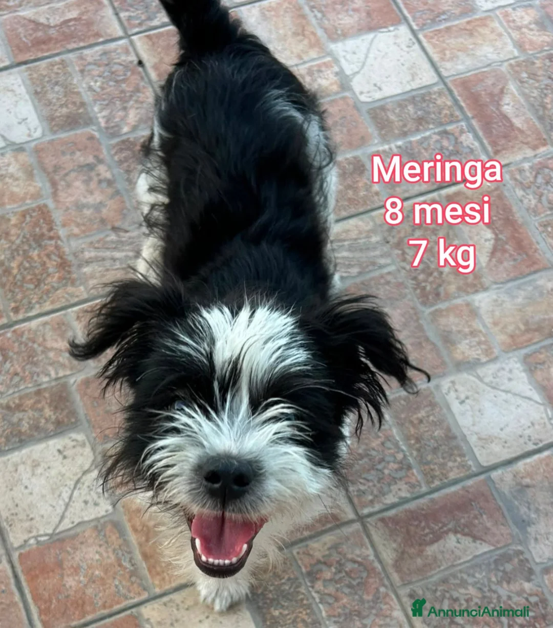 Meticcio cani in regalo: TANTI CUCCIOLI SOLI! a Provincia di Vicenza - Annuncio 2