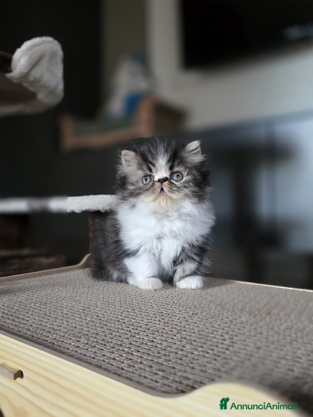 Persiano gatti in vendita: Persiani cuccioli  - Annuncio 2