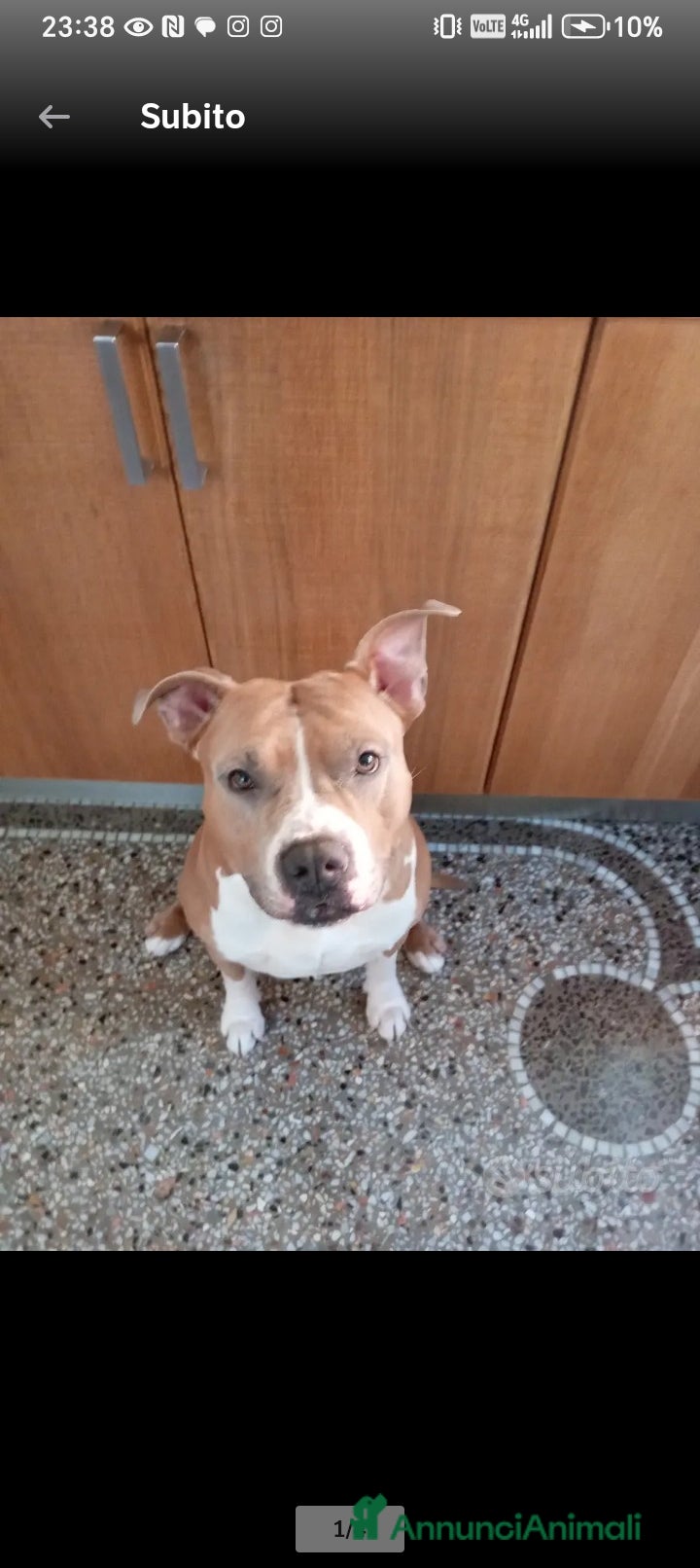 American Staffordshire cani Disponibile per monta Genova  - Annuncio 8
