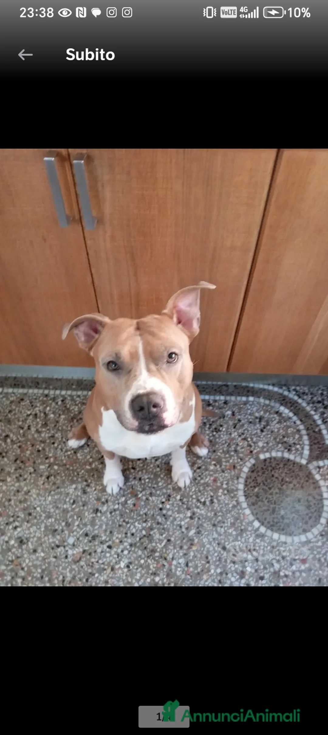American Staffordshire cani per accoppiamento: Disponibile per monta Genova  - Annuncio 1