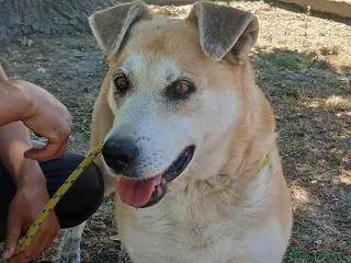 Meticcio cani DEA CERCHIAMO IL MIRACOLO, IN ADOZIONE - Annuncio 7