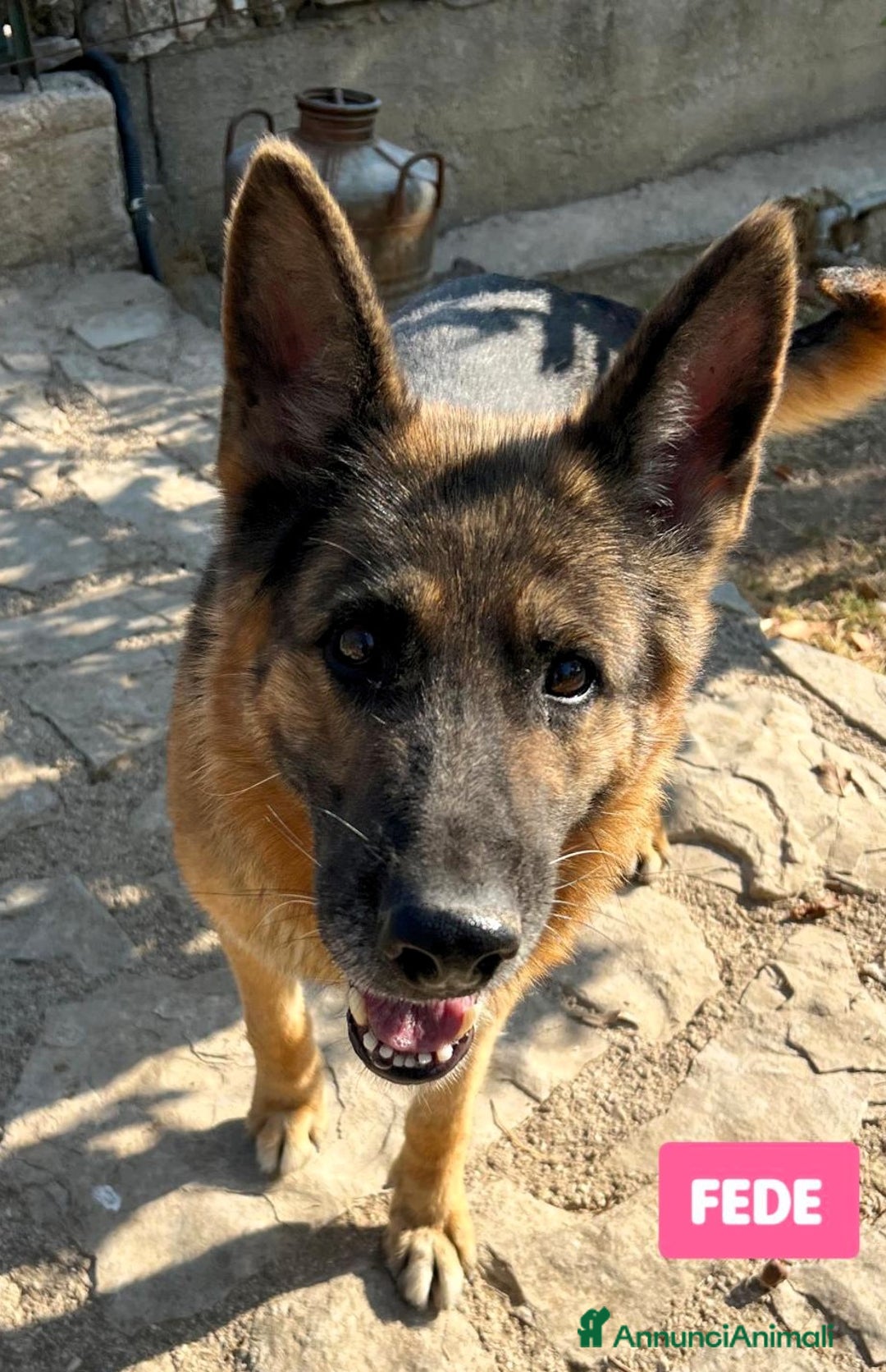 Pastore Tedesco cani in regalo: FEDERICA PASTORE TEDESCO - Annuncio 2