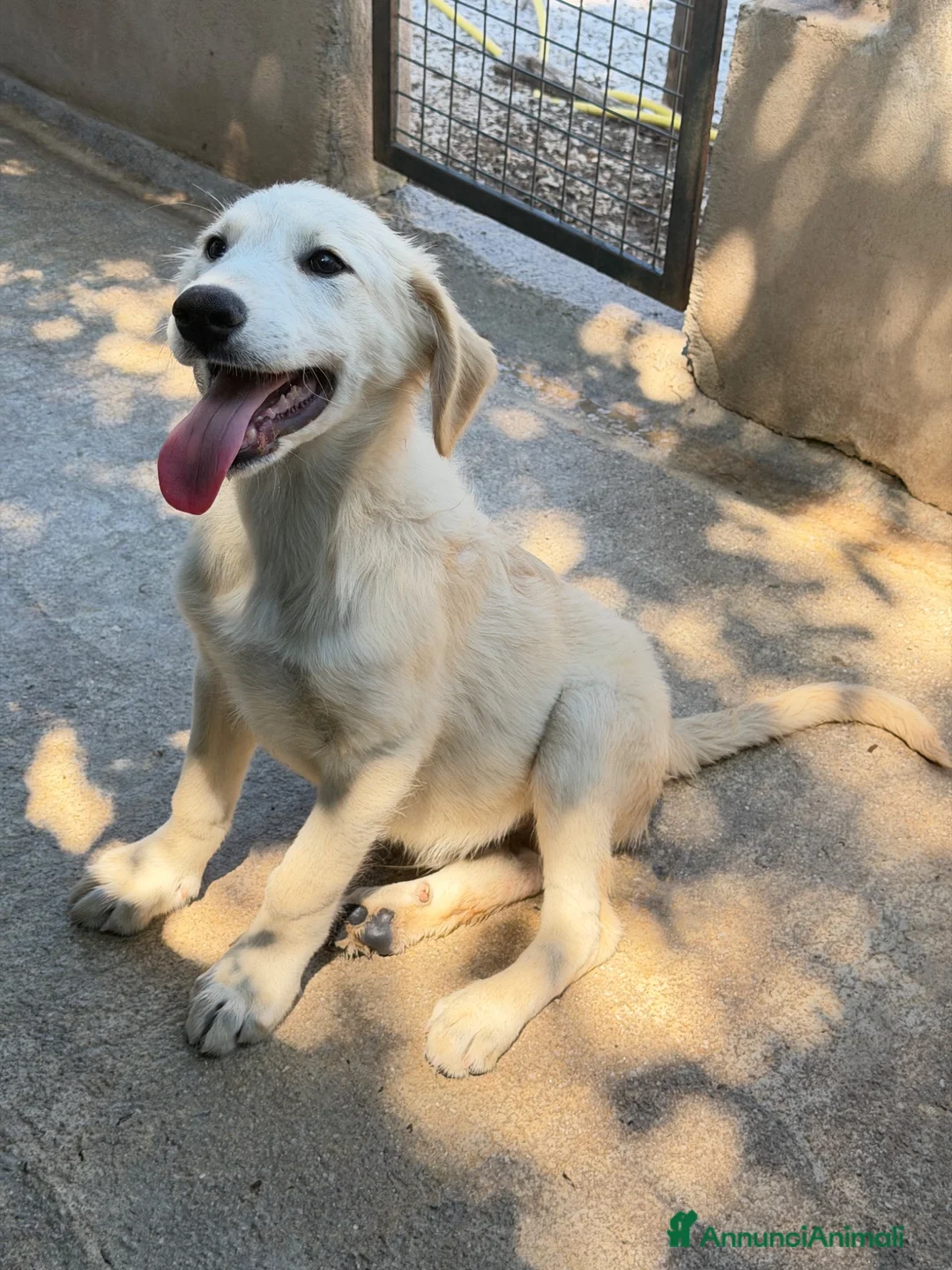 Meticcio cani in regalo: Dino  a Provincia di Parma - Annuncio 4
