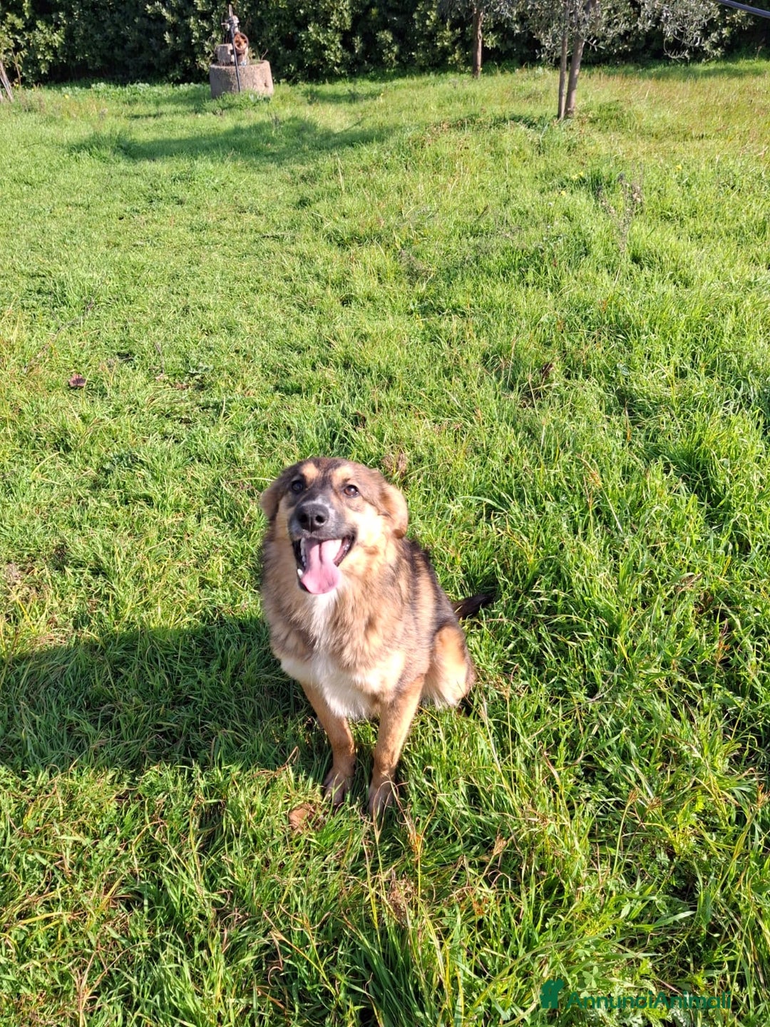 Meticcio cani in regalo: BRENDA 🩷-cucciola.La adotti?Non lasciarla nel box - Annuncio 15