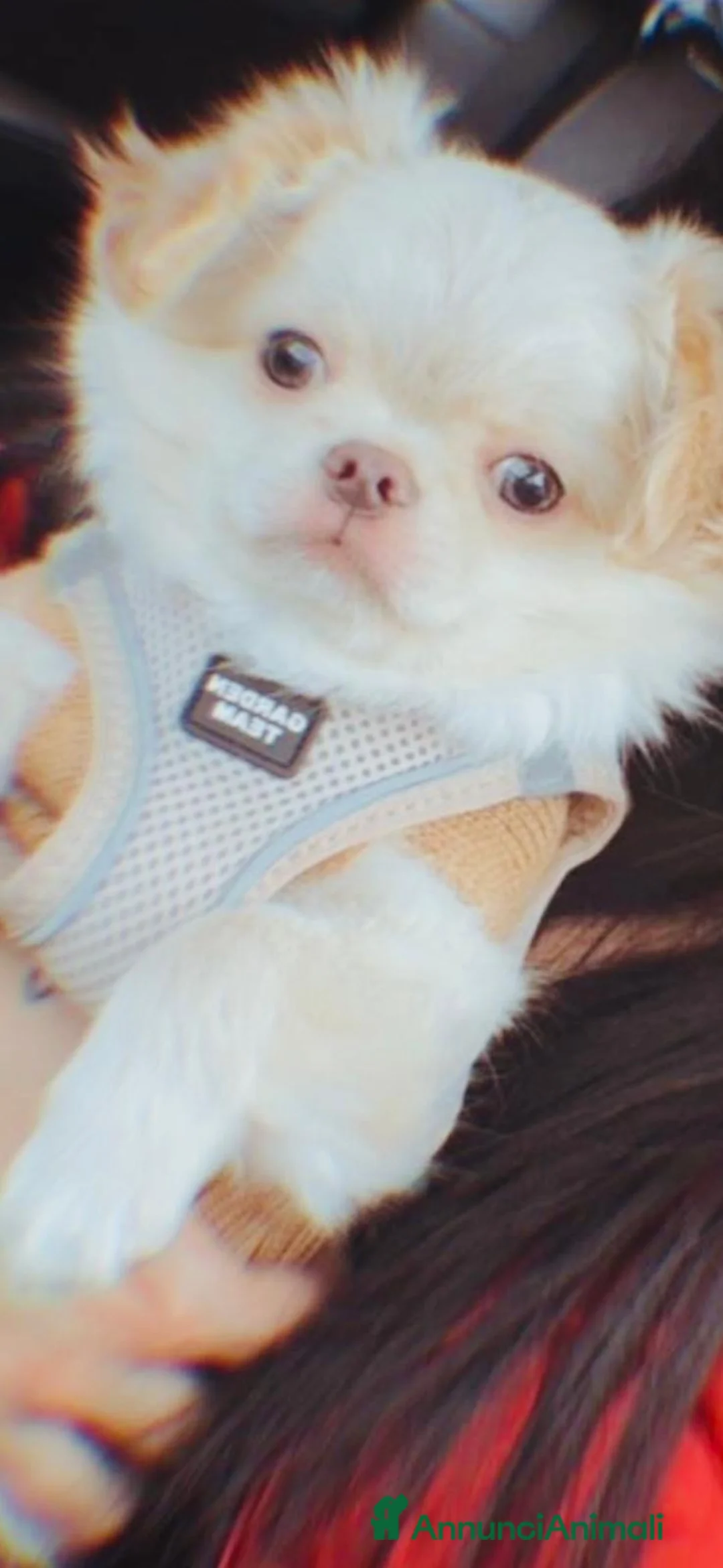 Chihuahua cani in vendita: Meraviglioso cucciolo di chiuauaua  - Annuncio 2