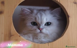British gatti in vendita: Cuccioli British Golden e Silver a Provincia di Bergamo - Immagine 8